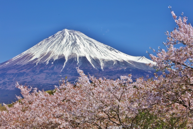 富士山と満開の桜の画像