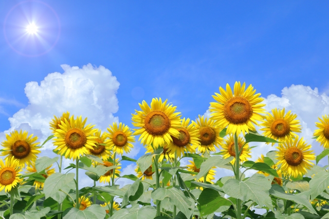 8月のイメージ画像