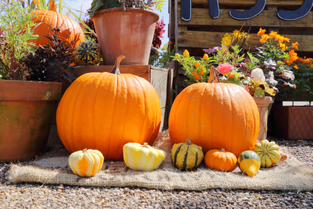 11月のイメージ画像